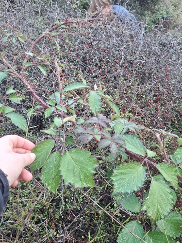 Image of Rubus echinatus by (c) Julia Palmer, some rights reserved (CC BY)