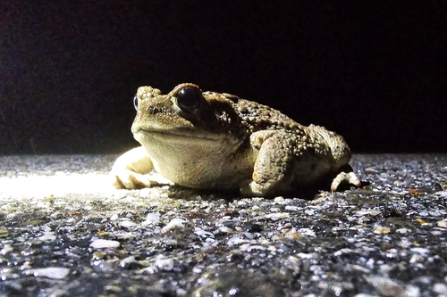 iNaturalist observation photo of California Toad