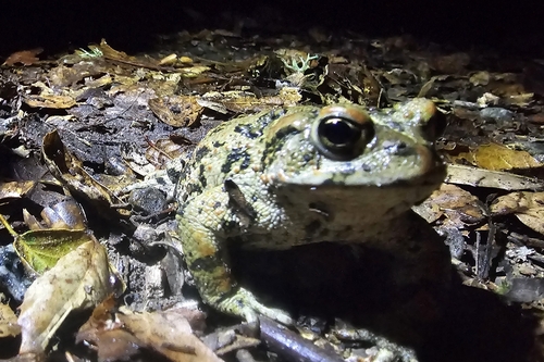 iNaturalist observation photo of California Toad