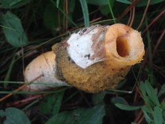 Phallus aurantiacus