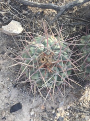 Thelocactus hexaedrophorus hexaedrophorus