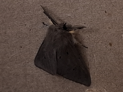 Muslin Moth, 6964 BG Hall, Nederland, photo 9 of 10