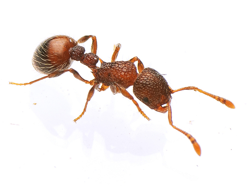 澳家蚁属Austromorium