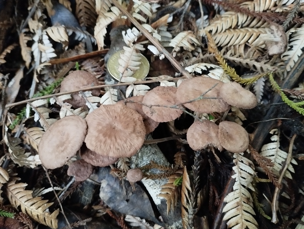 Collybiopsis villosipes · May 2025 · photo: © geoffr (iNaturalist, cc0)