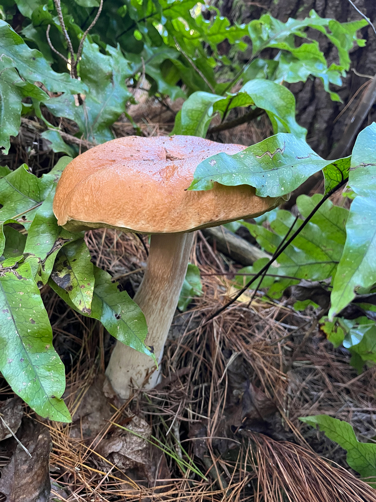 Boletus edulis · April 2025 · photo: © florences (iNaturalist, cc0)