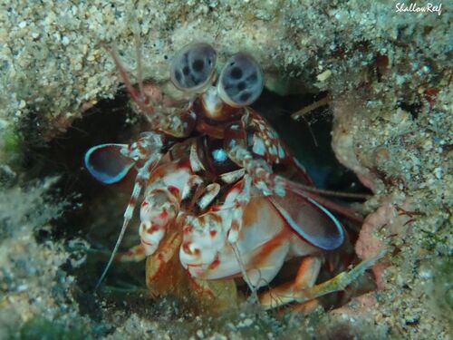 Odontodactylus brevirostris, 2023-09-23