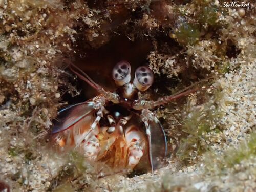 Odontodactylus brevirostris, 2025-01-26