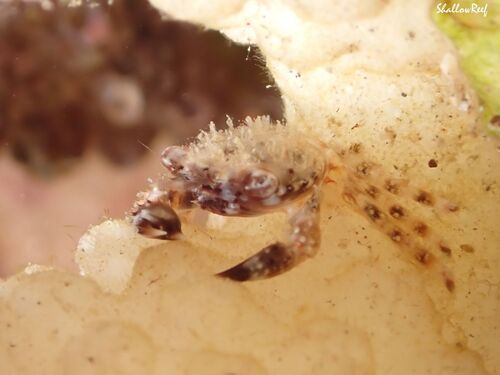 Domecia hispida observed 2025-03-22