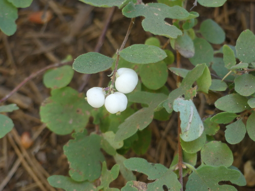 Creeping Snowberry fruiting