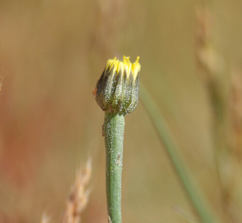 Arnoseris