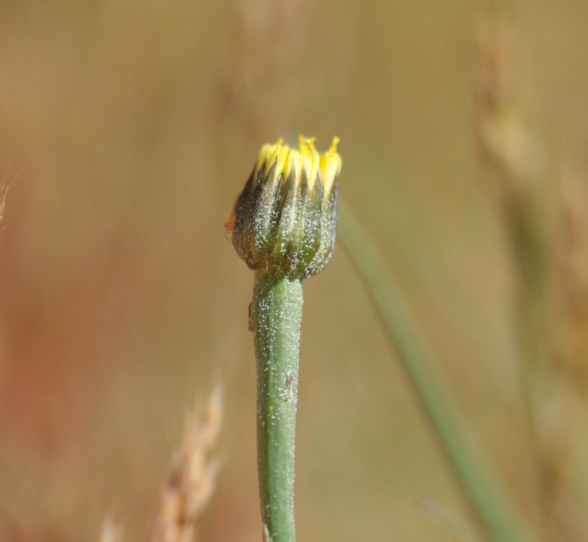 Arnoseris