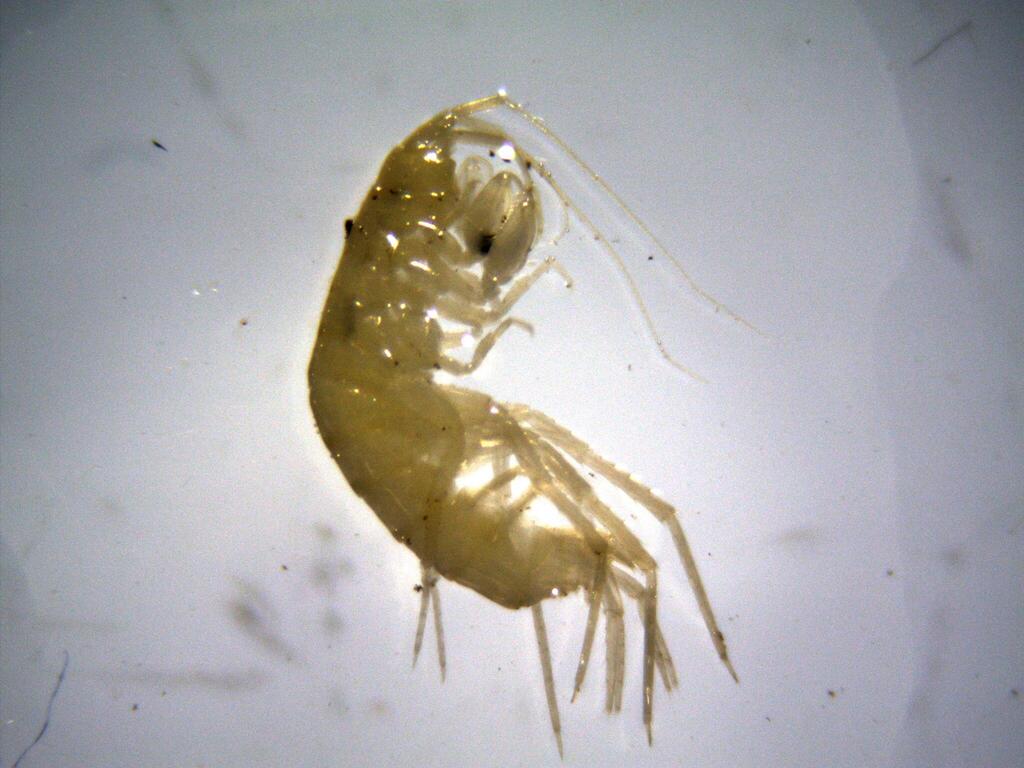 Phreatogammaridae