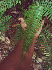 Polystichum californicum × munitum