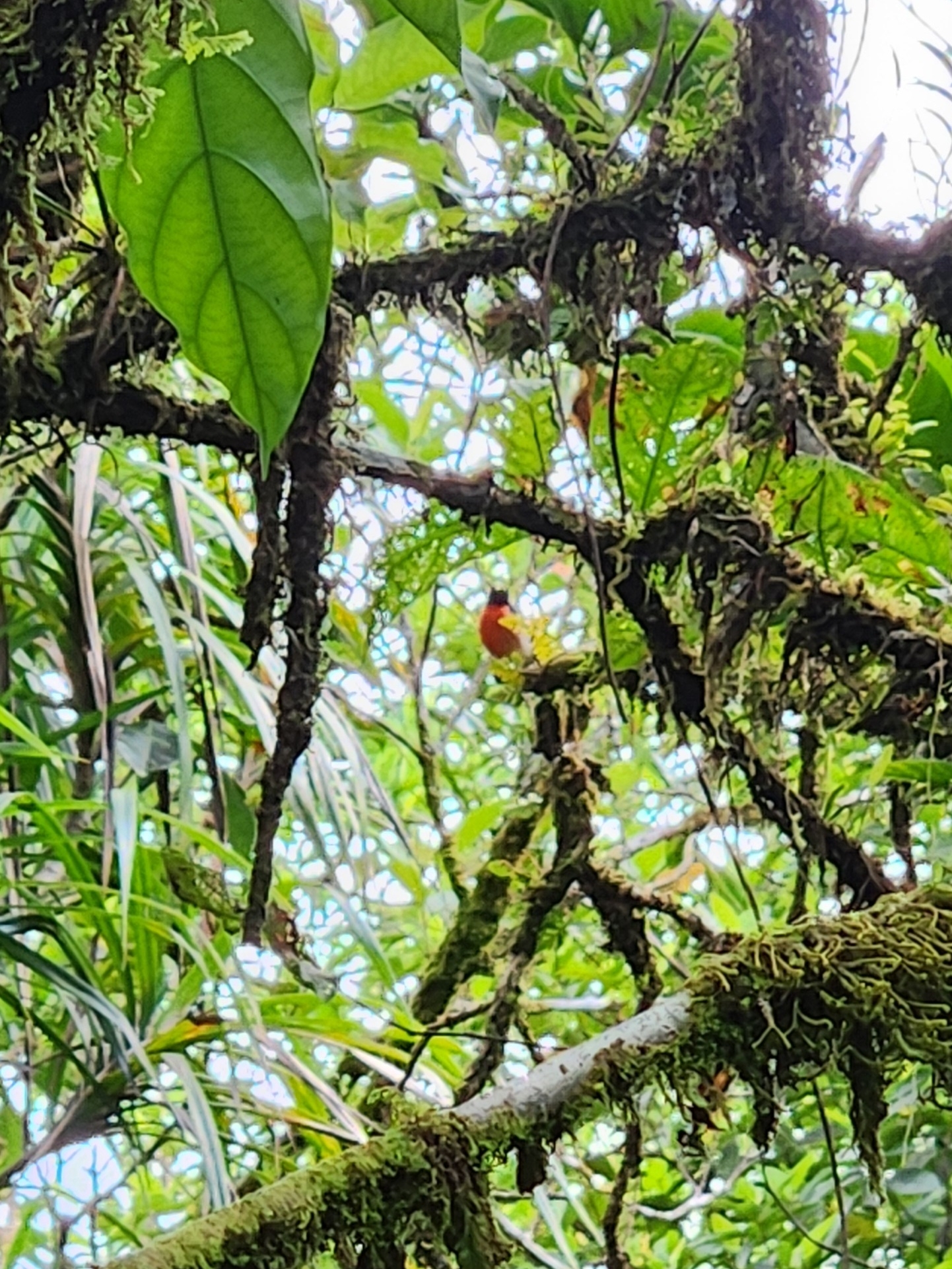 Pacific Robin (Petroica pusilla), photo 1