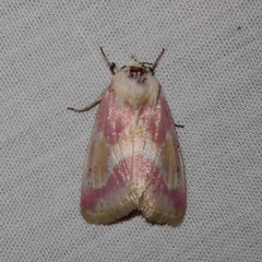 Schinia regina