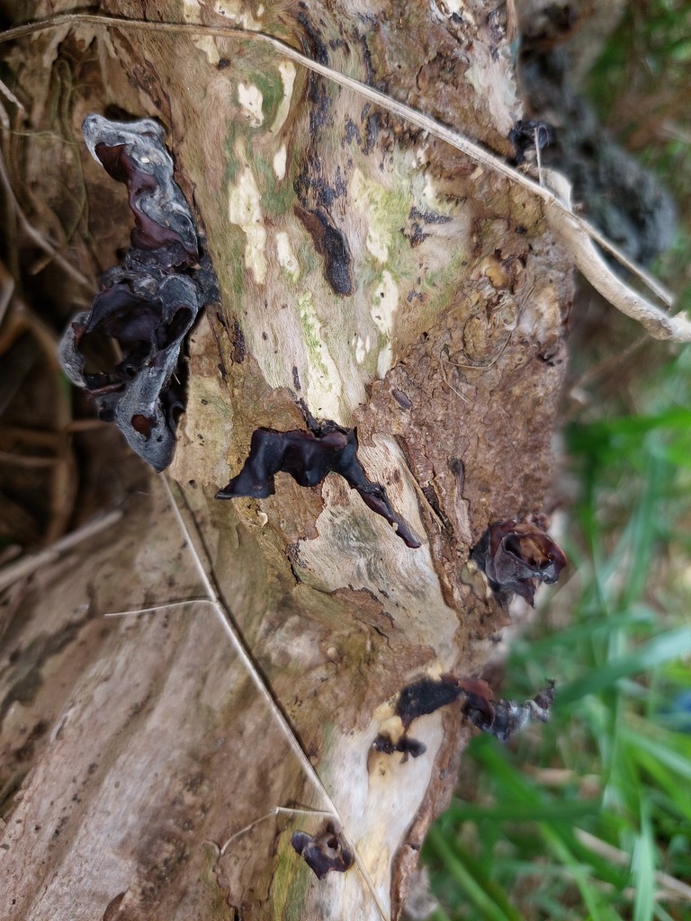 Auricularia cornea · April 2025 · photo: © catchwords (iNaturalist, cc-by)