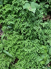 Selaginella lepidophylla