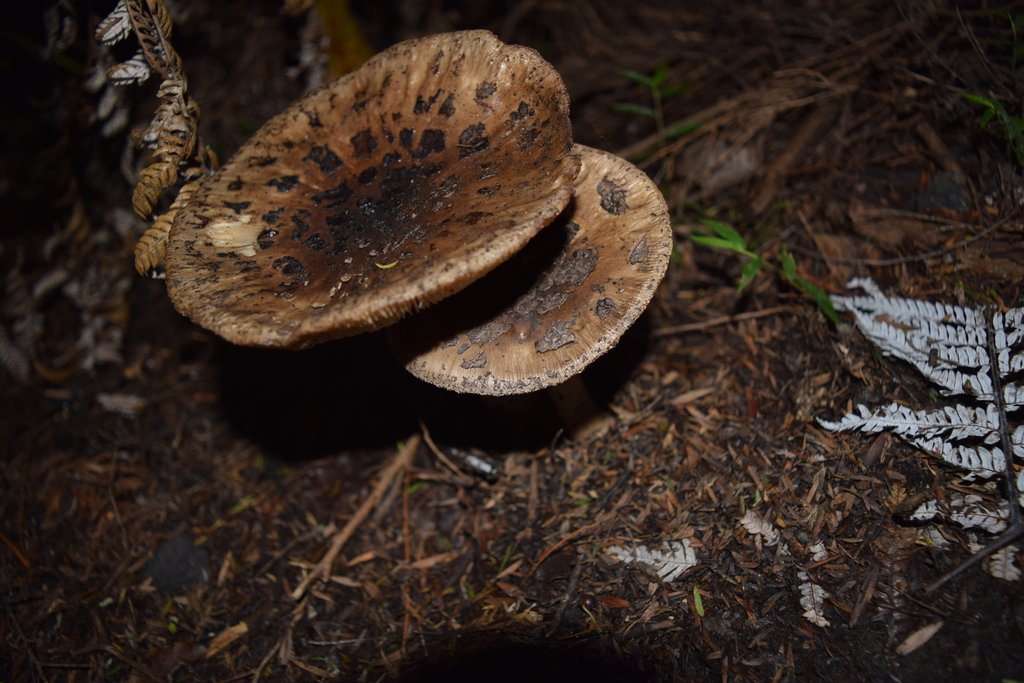 Amanita nothofagi · May 2025 · photo: © davidwhyte (iNaturalist, cc-by-sa)