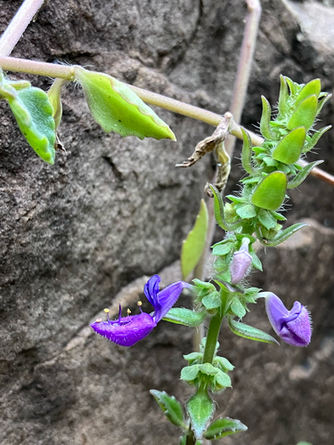 Coleus lasianthus
