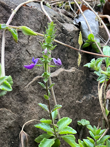 Coleus lasianthus, photograph 1