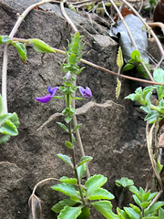 rosshawkins, CC0, iNaturalist via GBIF Coleus lasianthus, photograph rosshawkins, CC0, iNaturalist via GBIF