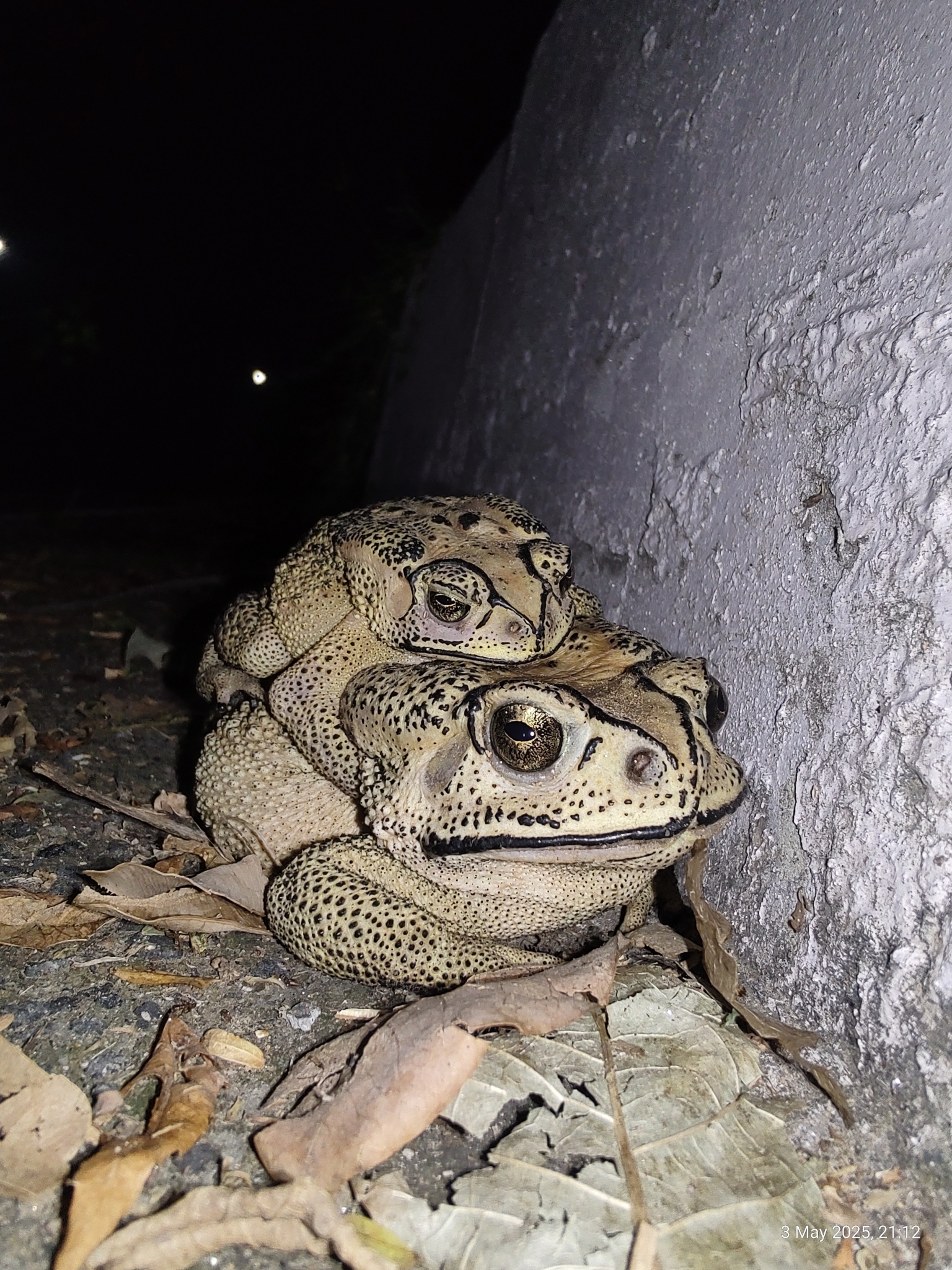 Indian Common True Toad