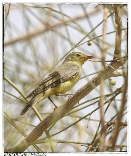 Icterine Warbler