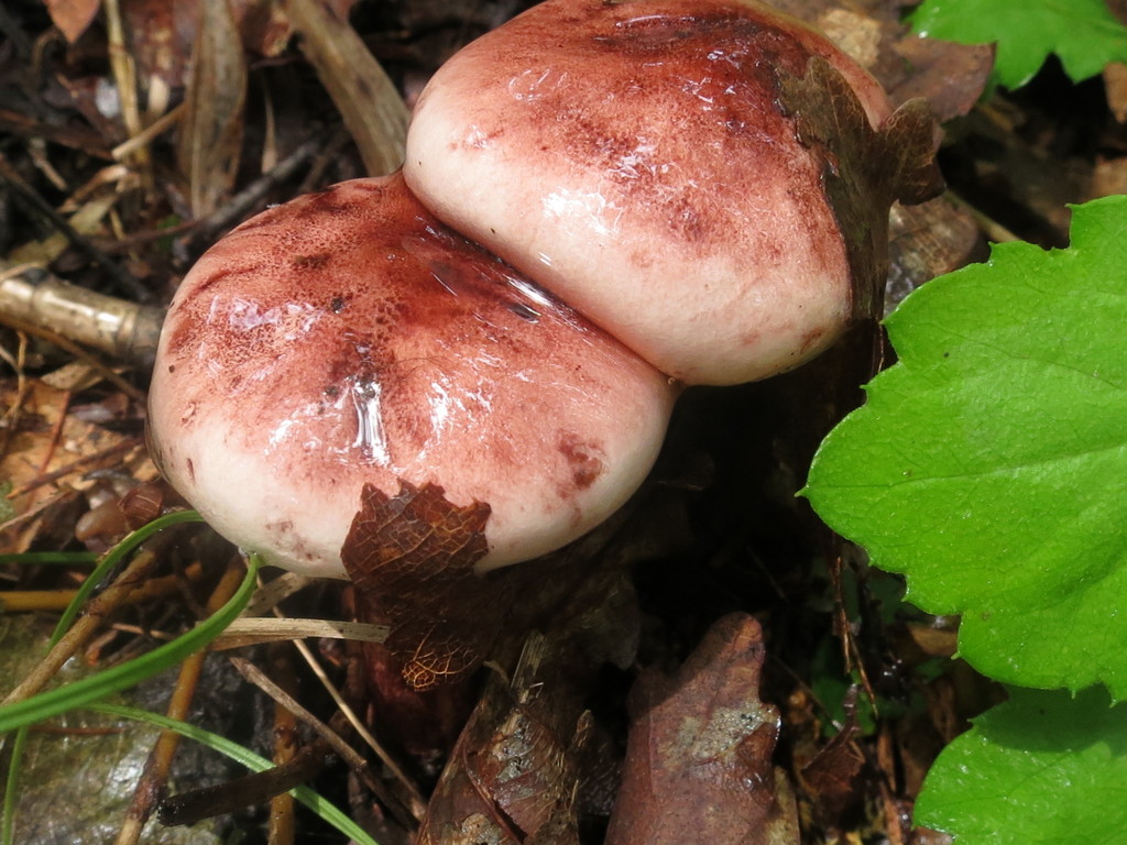 Hygrophorus russula · August 2019 · photo: © repta (iNaturalist, cc-by)