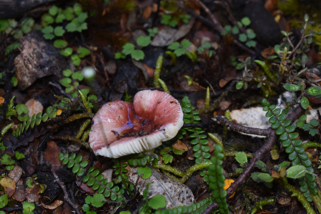 Russula roseopileata · February 2025 · photo: © florences (iNaturalist, cc0)
