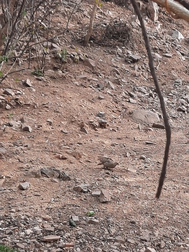 Rock Bush Quail (Perdicula argoondah), photo 2