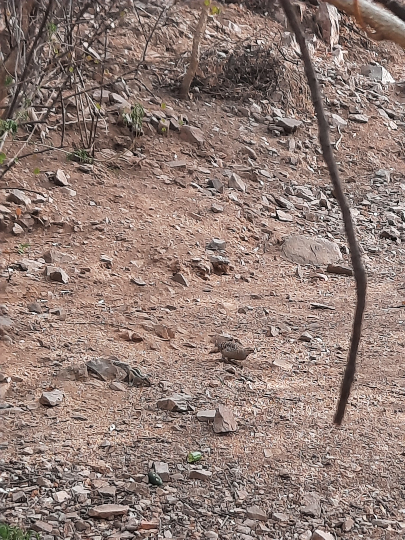 Rock Bush Quail (Perdicula argoondah), photo 2
