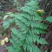 Dryopteris carthusiana - Photo (c) ctracey, algunos derechos reservados (CC BY-NC-SA), uploaded by Christopher Tracey