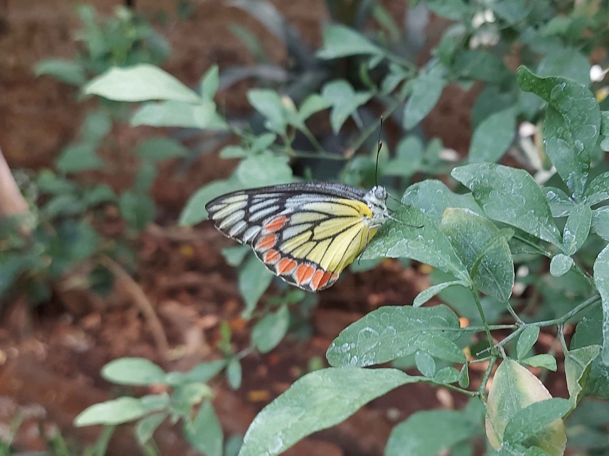Indian Jezebel
