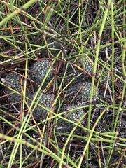 Mammillaria hutchisoniana louisae