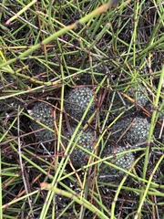 Mammillaria hutchisoniana louisae