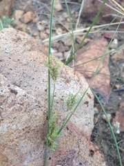 Cyperus sphaerolepis