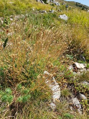 Dianthus petraeus petraeus