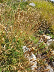 Dianthus petraeus petraeus