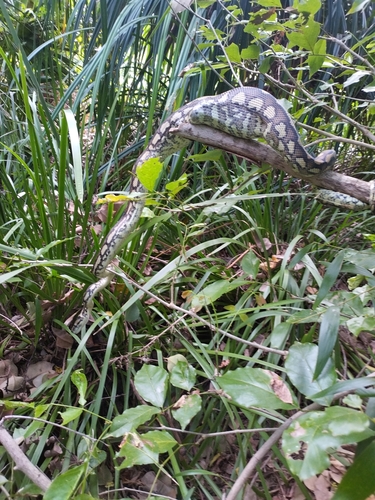 Coastal Carpet Python sighting