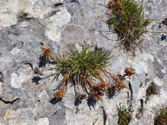 Edraianthus serbicus