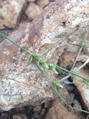 Cyperus sphaerolepis