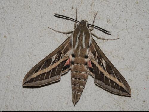 Hyles livornica