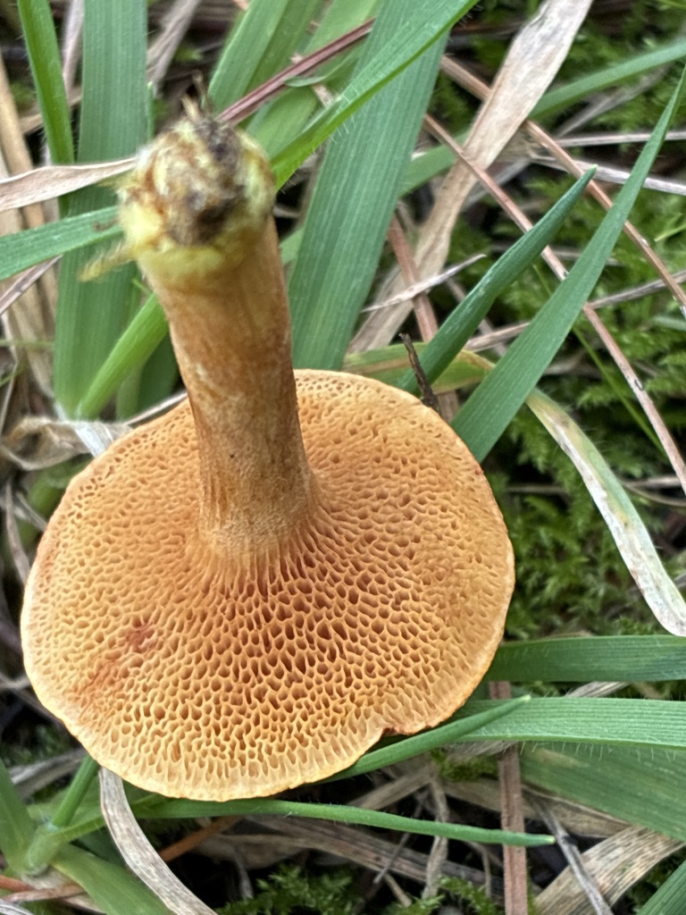 Chalciporus piperatus · May 2025 · photo: © jennysaito (iNaturalist, cc-by)