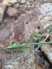 Cyperus sphaerolepis