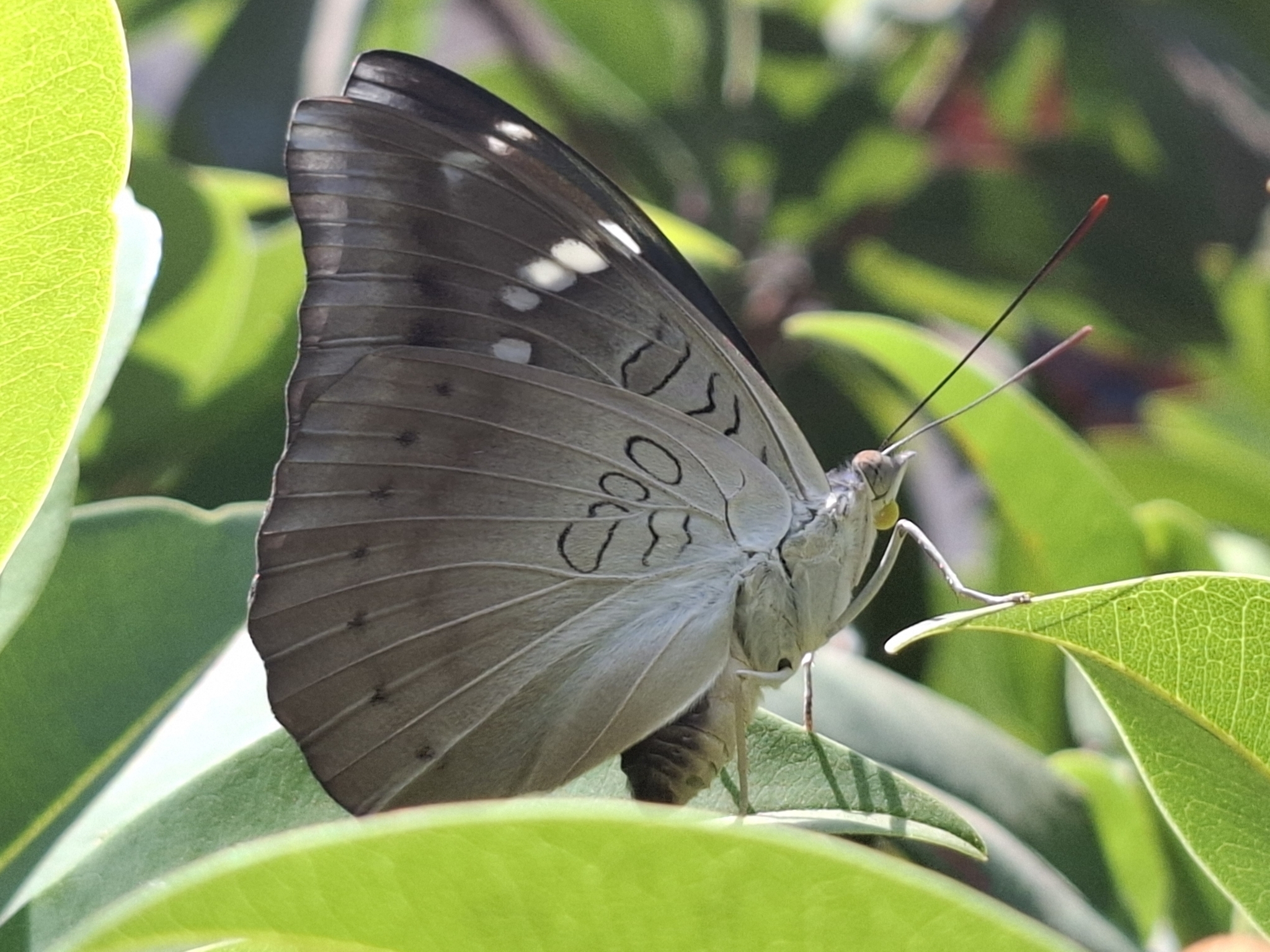 Common Baron