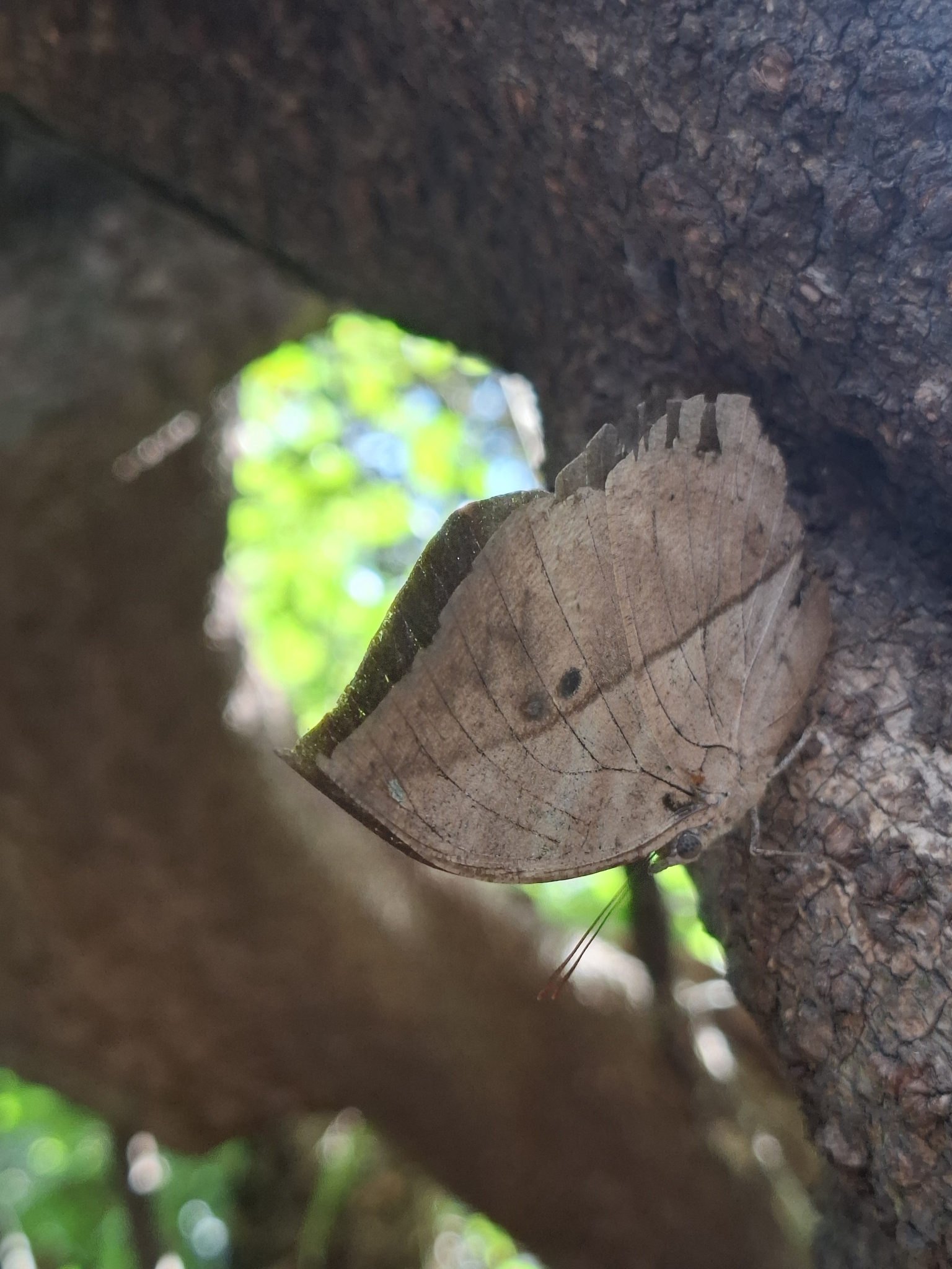Sahyadri Blue Oakleaf