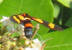 Euchromia amoena