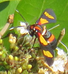 Euchromia amoena
