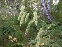 Actaea cimicifuga