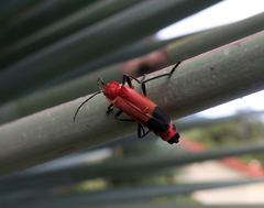 Chauliognathus lecontei